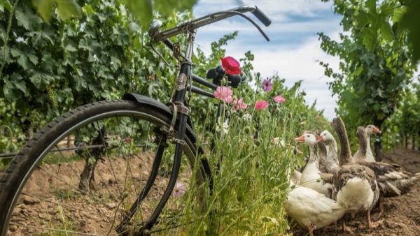 Gansos y bicicleta Viña Cono Sur