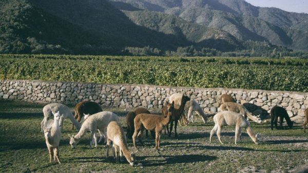 Viña Emiliana alpacas